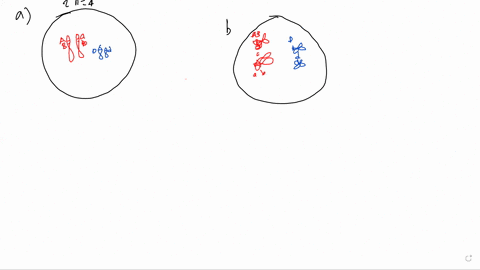 you-are-studying-a-diploid-organism-2n-4-to-learn-more-about-meiosis-you-are-following-three-markers-in-this-cell-a-b-and-d-a-and-b-are-both-on-chromosome-1-but-d-is-on-chromosome-2-you-have-58787