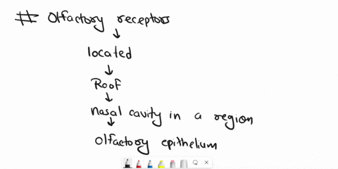 which-one-of-the-following-is-not-correct-a-receptors-for-smell-are-located-just-below-the-cribriform-plate-b-the-sensory-neurons-for-smell-are-unipolar-in-shape-c-processes-of-the-receptor-14481