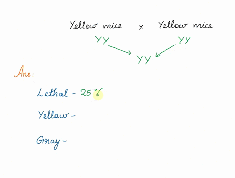 1-in-some-breeds-of-mice-yellow-coat-color-is-dominant-to-gray-coat-color-inheriting-two-copies-of-the-dominant-yellow-trait-however-is-iethal-during-embryonic-development-84012