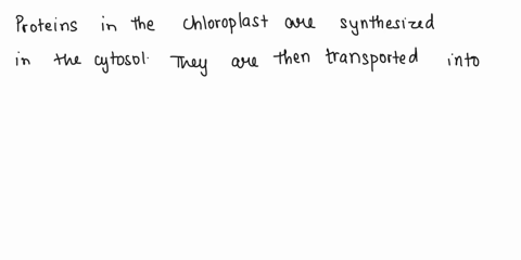 4-where-are-proteins-in-the-chloroplast-synthesized-a-in-the-cytosol-b-in-the-chloroplast-c-on-the-endoplasmic-reticulum-d-on-the-golgi-e-in-the-nucleus-44662