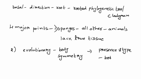 describe-sponges-phylogenetic-relationship-to-other-animals-basal-57794