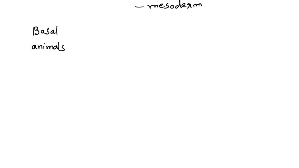 SOLVED describe sponges relationship to other animals (basal)