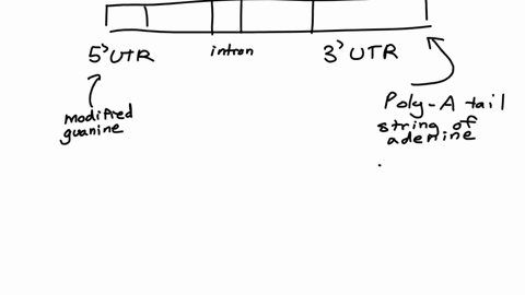 construct-your-own-diagram-of-a-eukaryotic-pre-mrna-describe-and-indicate-key-sequences-and-features-required-for-all-possible-modifications-that-can-be-made-to-this-type-of-rna