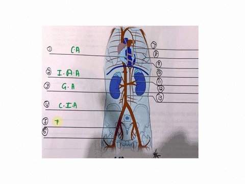 please-help-label-of-the-torso-to-ficure4veins-of-the-torso-79727