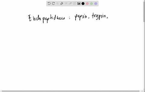 peptidases-involved-in-protein-digestion-a-are-all-endopeptidases-b-must-have-a-neutral-ph-c-are-syn-76597