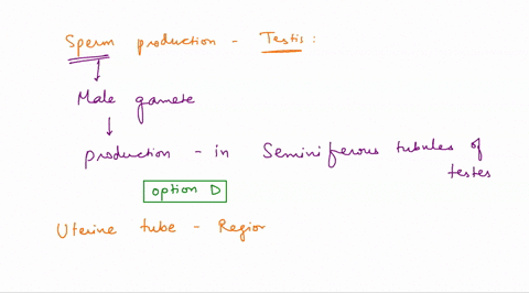 where-does-spenm-production-occur-within-the-testis-testis-b-interstitial-cells-myoid-cells-seminiferous-tubules-from-its-proximal-end-a-the-uterus-as-approaches-the-ovary-the-regions-of-the-80136