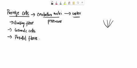 which-of-the-following-statements-regarding-the-purkinje-cell-is-not-correct-a-purkinje-cells-are-located-in-the-cerebellar-cortex-b-purkinje-cells-send-outputs-to-deep-cerebellar-nuclei-c-p-31833