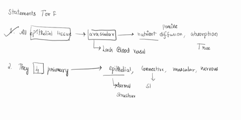 determine-whether-each-statement-is-true-or-false_-1-all-epithelial-tissue-is-avascular-cquiring-nutrients-through-diffusion-or-absorption-2-the-four-primary-tissue-types-are-epithelium-conn-41282