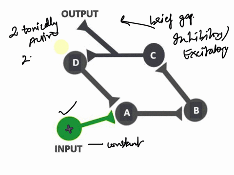 consider-the-neural-circuit-below-composed-of-four-neurons-labeled-a-d-and-an-excitatory-neuron-labeled-input-neuron-c-has-a-branched-axon-it-has-2-axon-terminals-and-the-terminal-labeled-ou-40095