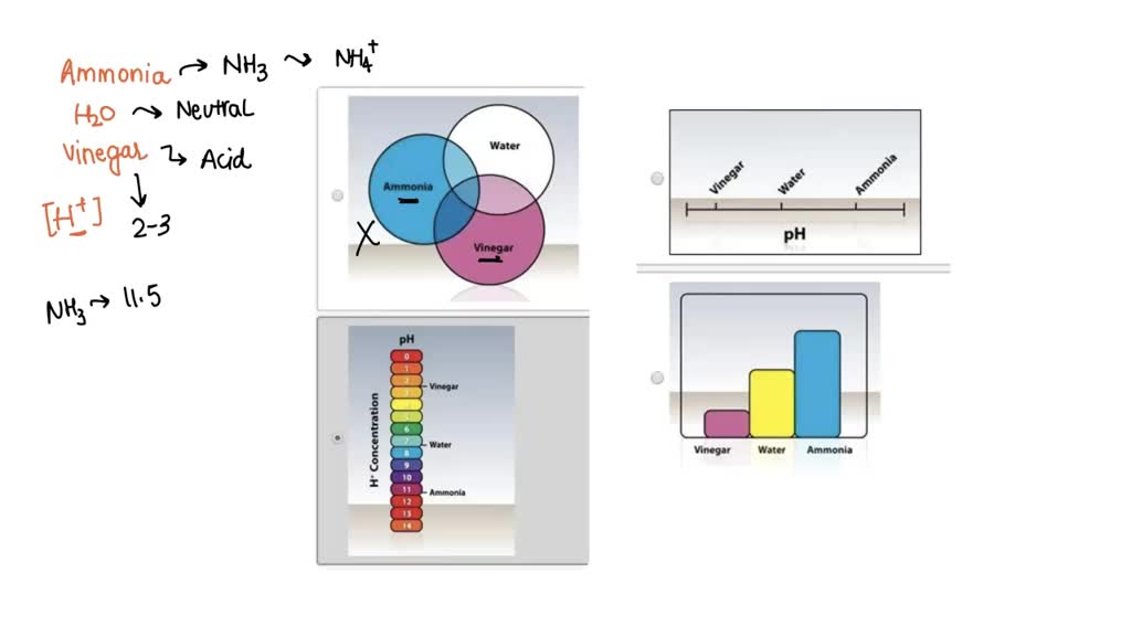 SOLVED Which of the following best represents the relationship of the