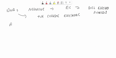 awhich-direction-do-we-run-the-agarose-gel-ahow-can-we-see-the-dna-that-has-electrophoresed-on-the-gel-45658