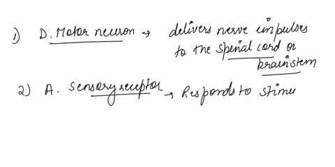 asensory-receptor-bsensory-neuron-ceffector-dmotor-neuron-einterneuron-match-each-of-the-following-to-a-choice-1delivers-nerve-impulses-to-the-spinal-cord-or-brainstem-2responds-to-a-stimulu-76805