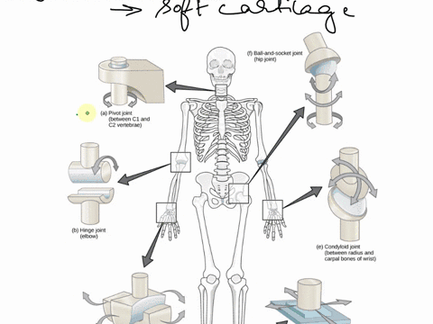 list-the-six-types-of-synovial-joints-and-foreach-one-if-possible-identify-a-joint-in-theupper-limb-and-a-joint-in-the-lower-limb-thatfall-into-each-category-which-of-these-sixjoints-hashave-40997