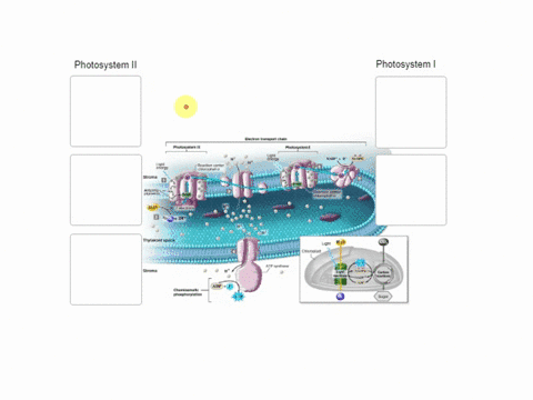during-tne-light-reactions-chemical-reactions-are-occurring-simultanequsly-at-photosystem-and-pnotosysten-ii-on-the-ef-pui-tne-reactions-starting-at-photosystem-in-crdler-from-first-tc-last-17099