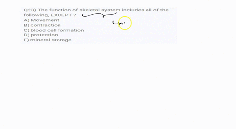 q23-the-function-of-skeletal-system-includes-all-of-the-following-except-a-movement-b-contraction-c-blood-cell-formation-d-protection-e-mineral-storage-10257