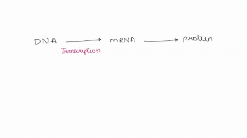 predict-the-mrna-produced-the-trna-anticodons-that-match-the-mrna-codons-to-the-correct-amino-acids-and-the-amino-acid-sequence-of-the-protein-produced-during-the-processes-of-transcription-50615