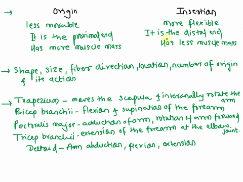 1 what is the difference between a muscles origin and its insertion 54891