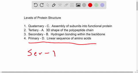 match-the-level-of-protein-structure-with-the-appropriate-description-1-quaternary-2-tertiary-3-secondary-4-primary-a-3-dimentional-shape-of-polypeptide-chain-b-hydrogen-bonding-within-the-p-51605