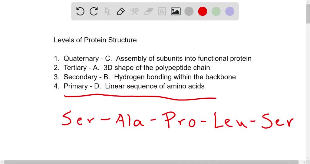 SOLVED: Match The Level Of Protein Structure With The Appropriate ...