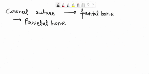 identify-the-bones1-which-articulation-joins-the-frontal-bone-with-the-parietal-bone2-if-you-palpate-the-roughened-projection-behind-your-ear-you-can-feel-this-bone-landmark3-which-facial-bo-40384