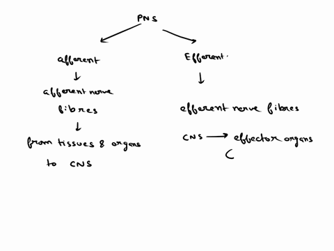 the-____-is-the-part-of-the-peripheral-nervous-system-that-directs-the-activity-of-glands-organs-and-smooth-muscles-40608
