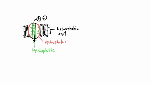 8-the-image-below-represents-the-3d-protein-structure-of-an-integral-protein-a-label-the-hydrophilic-and-hydrophobic-portions-of-the-3-d-integral-protein-b-what-would-happen-to-transport-across-the-me
