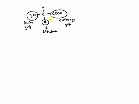 question-14-1-point-the-chemical-differences-between-one-amino-acid-and-another-is-due-to-which-of-the-following-a-amino-group-b-carboxyl-group-rgroup-peptide-bond-carbon-atoms-84618