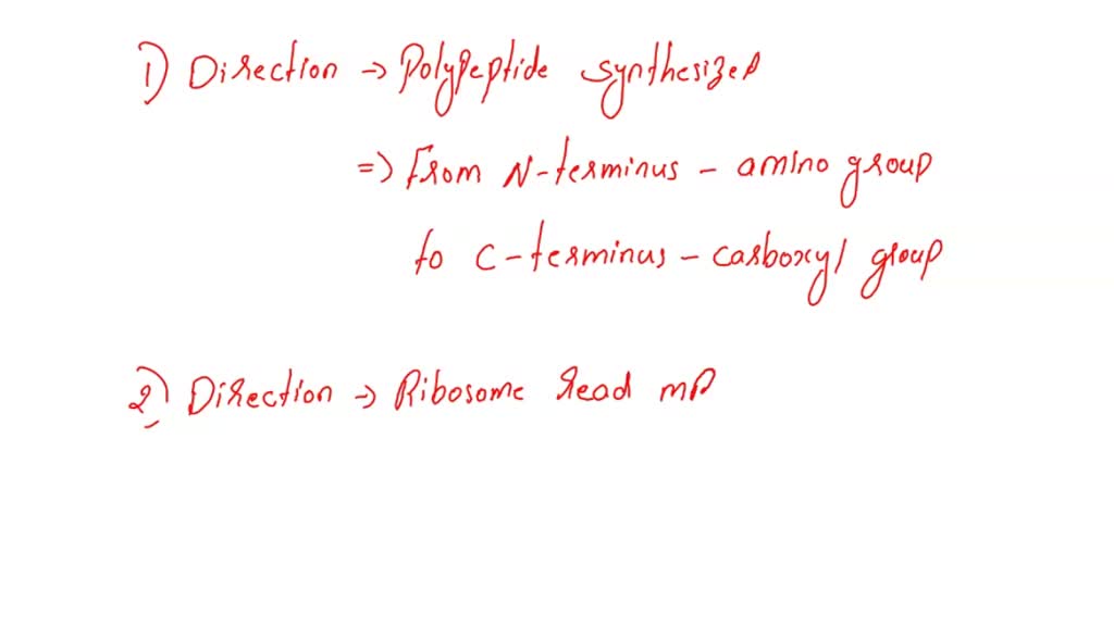 SOLVED: (1) In what direction is a polypeptide synthesized? (2) In what
