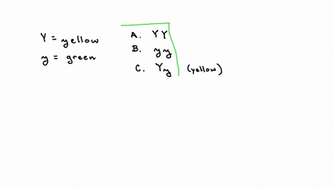 in-garden-peas-the-allele-for-yellow-seeds-y-is-dominant-to-the-allele-for-green-seeds-y-one-allele-per-blank-remember-that-correct-answers-are-case-sensitive-upeer-caselower-case-is-importanth-part-a