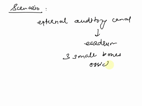 1-describe-how-sound-is-perceived-starting-with-thr-soundwave-entering-the-external-auditory-canal-2-what-components-of-the-patients-hearing-mechanism-were-bypassed-when-the-handle-of-the-tu-55264