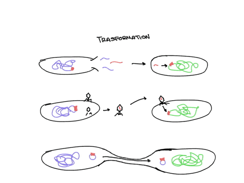 resistance-genes-can-be-transferred-to-other-bacterial-cells-during-transformation-transduction-and-conjugation-true-or-false-thank-you-61417