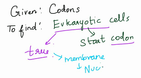 in-eukaryotic-cells-the-start-codon-for-protein-synthesis-is-80682