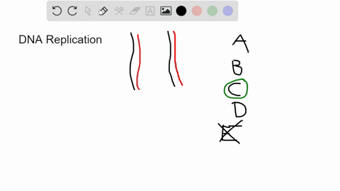 which-of-the-following-is-true-for-dna-replication-select-all-that-apply-a-rna-polymerase-is-not-involved-dna-replication-b-energy-required-by-dna-replication-is-from-dntp-c-both-dna-strands-57365