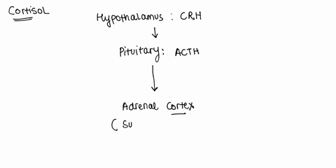the-endocrine-gland-known-as-the-adrenal-cortex-is-located-on-top-of-each-kidney_-secretes-several-hormones_-one-of-which-is-cortisol-cortisol-plays-an-important-part-in-regulating-the-metab-64312