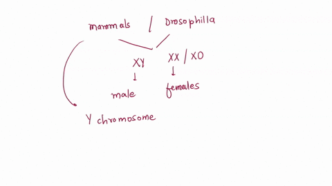 compare-and-contrast-sex-determination-in-mammals-and-drosophila-87019