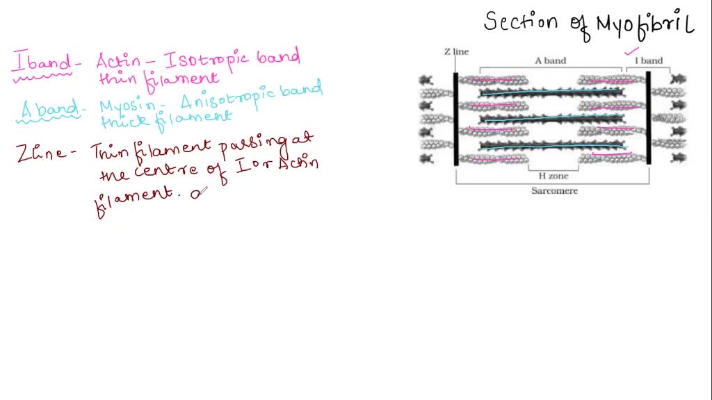 SOLVED 93. The Zdisc is indicated by this letter. 94. The MLine is