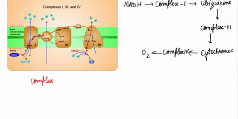 a-match-the-terms-listed-below-to-the-labels-in-the-diagram-b-draw-the-path-of-electron-transfer-from-molecule-h-to-the-final-electron-acceptor-c-draw-the-path-of-proton-transport-across-the-99026