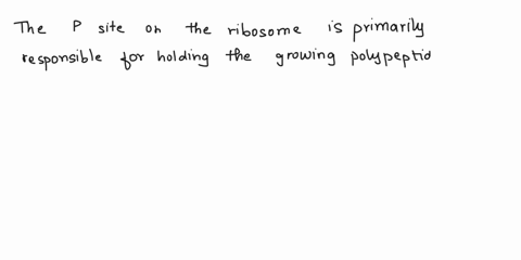 what-site-on-the-ribosome-is-primarily-responsible-for-holding-the-growing-polypeptide-aa-b-e-c-p-answer-an-anticodon-is-located-on-dna-b-mrna-c-rrna-d-trna-e-snrna-a-helices-and-b-sheets-ar-74484