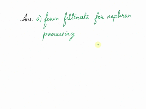 glomerular-hydrostatic-pressure-blood-pressure-is-higher-than-in-most-parts-of-the-body-in-order-to-form-filtrate-for-nephron-processing-reabsorb-calcium-from-the-filtrate-increase-blood-pre-48872