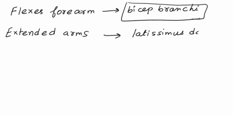 abiceps-brachii-blatissimus-dors-cpectineus-flexes-forearm-dgastrocnemius-extends-arm-elevator-scapulae-adducts-thigh-frectus-femoris-vplantarflexes-foot-gexternal-intercostals-elevates-scap-40364