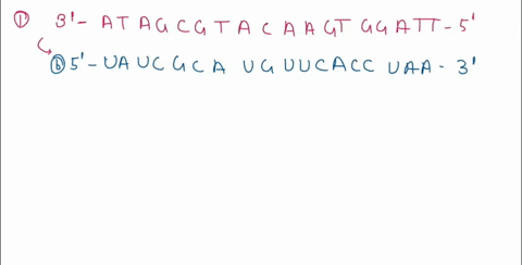 78 sequence of a dna strand is given below 3 gct ggt aat ccc gaa act ...
