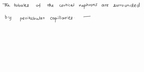 the-tubules-of-the-cortical-nephrons-are-surrounded-by-peritubular-capillaries-vasa-recti-interlobular-vessels-glomeruli-juxtamedulary-nephrons-are-responsible-for-the-production-of-isotonic-53148