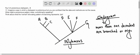 fig-5a-polytomous-cladogram_-b-11-imagine-a-case-in-which-a-cladogram-is-polytomous-but-you-are-confident-that-the-data-and-methods-are-not-the-cause-what-might-a-polytomous-pattern-mean-evo-55718