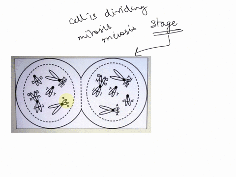 match-the-process-and-stage-to-the-cell-assume-all-cells-are-from-diploid-organisms-4-select-one-mitosis-prophase-mitosis-metaphase-mitosis-anaphase-mitosis-telophase-meiosis-prophase-meiosi-48826