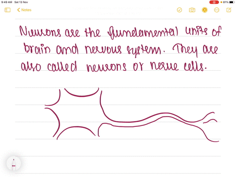 the-____-is-the-fundamental-element-of-the-nervous-system-42718
