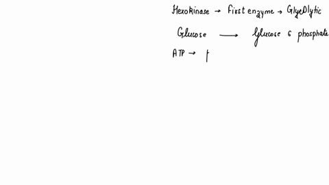 hexokinase-is-an-enzyme-that-binds-specifically-to-glucose-and-converts-it-into-glucose-6-phosphate-the-activity-of-hexokinase-is-suppressed-by-glucose-6-phosphate-which-binds-to-hexokinase-19706