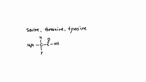 which-of-the-following-amino-acids-can-be-phosphorylated-in-signalling-molecules-select-one-a-serine-b-threonine-c-tyrosine-d-a-b-and-c