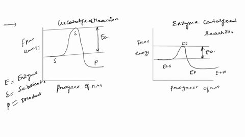 compare-the-activation-energy-in-uncatalyzed-reactions-and-in-enzyme-catalyzed-reactions-2-89346