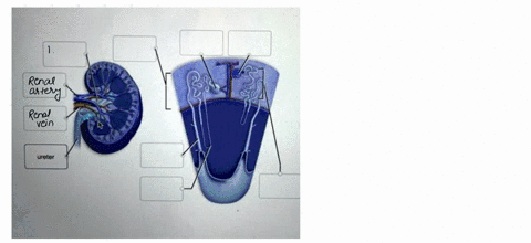 kidney-structure-and-function-correctly-label-the-following-parts-of-the-kidney-ronal-vain-glomerulus-pelvis-loop-ol-the-nepnron-renal-artery-giomerular-capsule-ureter-collecting-duct-nophro-26586