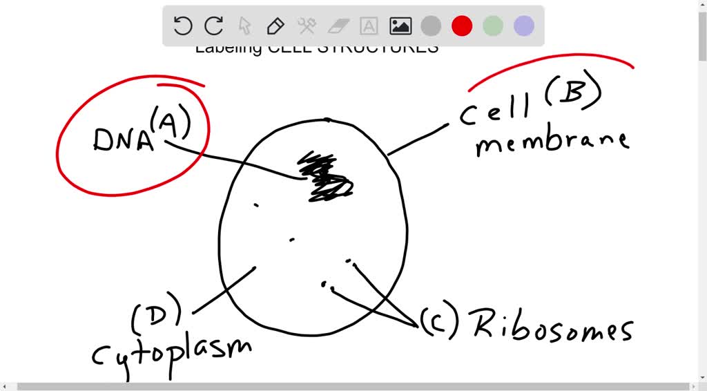 solved-using-the-drop-down-menus-identify-the-structures-common-to-all-cells-label-a-label-b